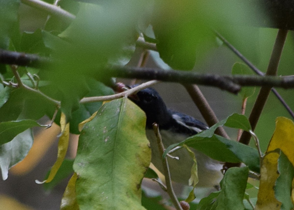 Black-throated Blue Warbler - ML642019943