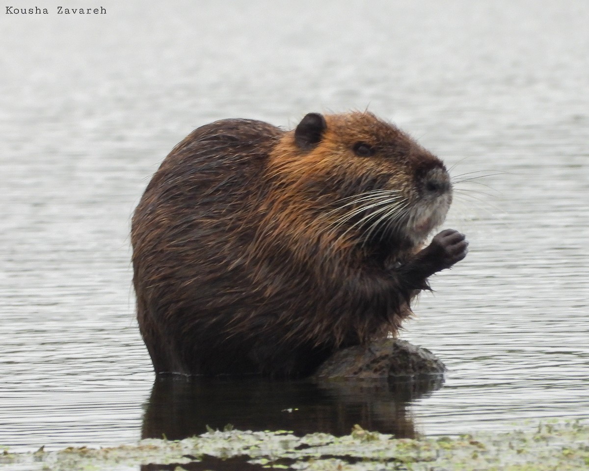 Coypu - ML642019948