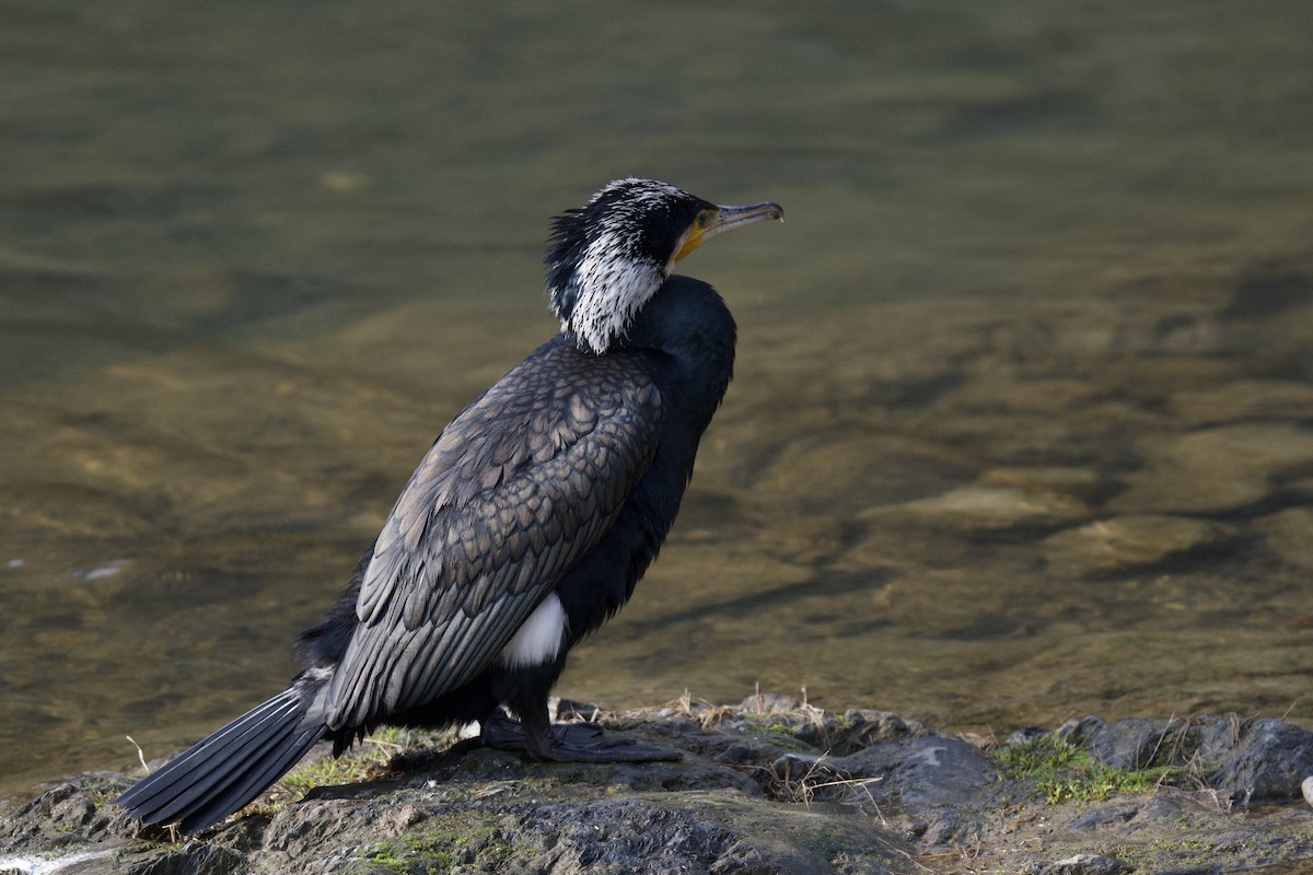 Cormorano - ML642019949