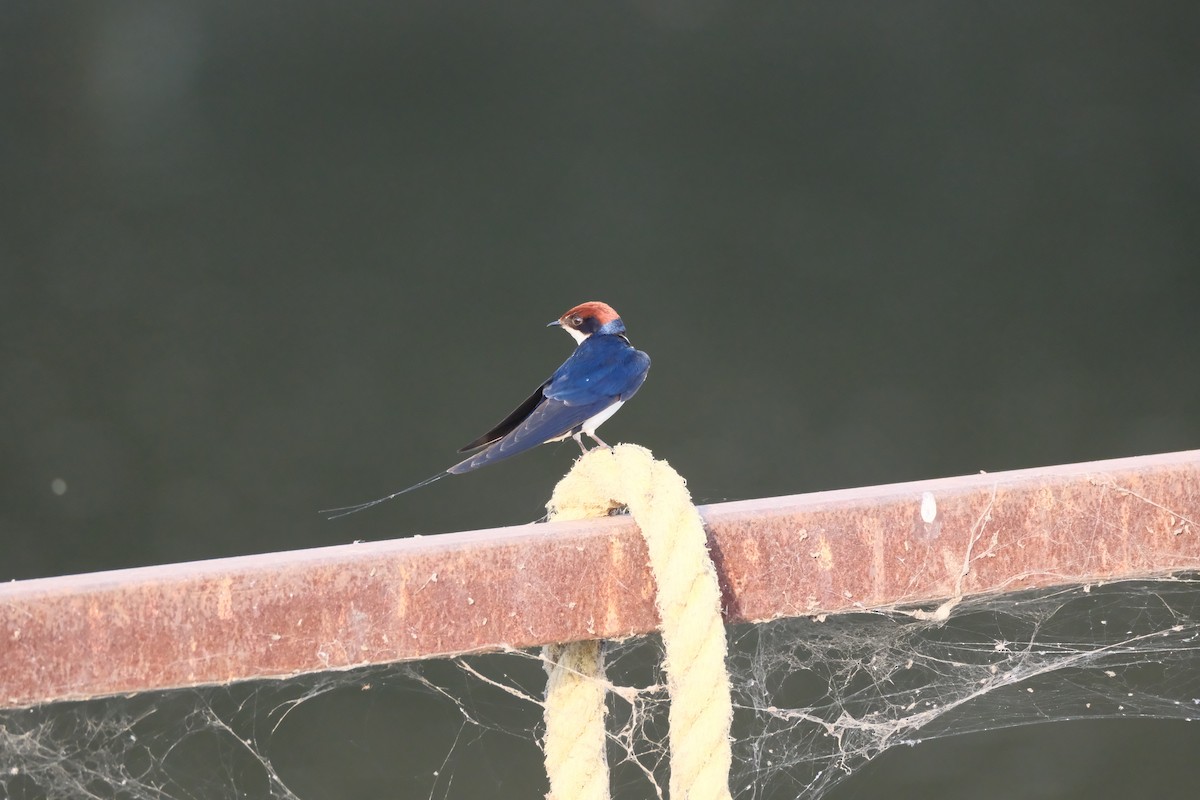 Wire-tailed Swallow - ML642019962