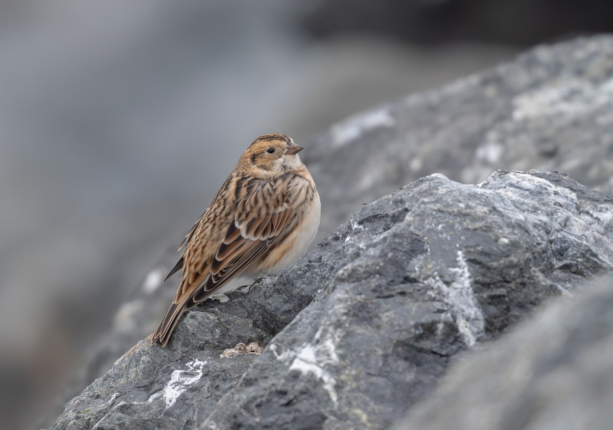 ostružka severní - ML642019965