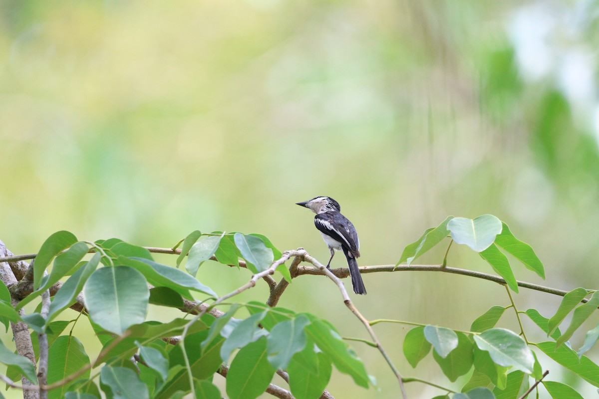 Bar-winged Flycatcher-shrike - ML642019982