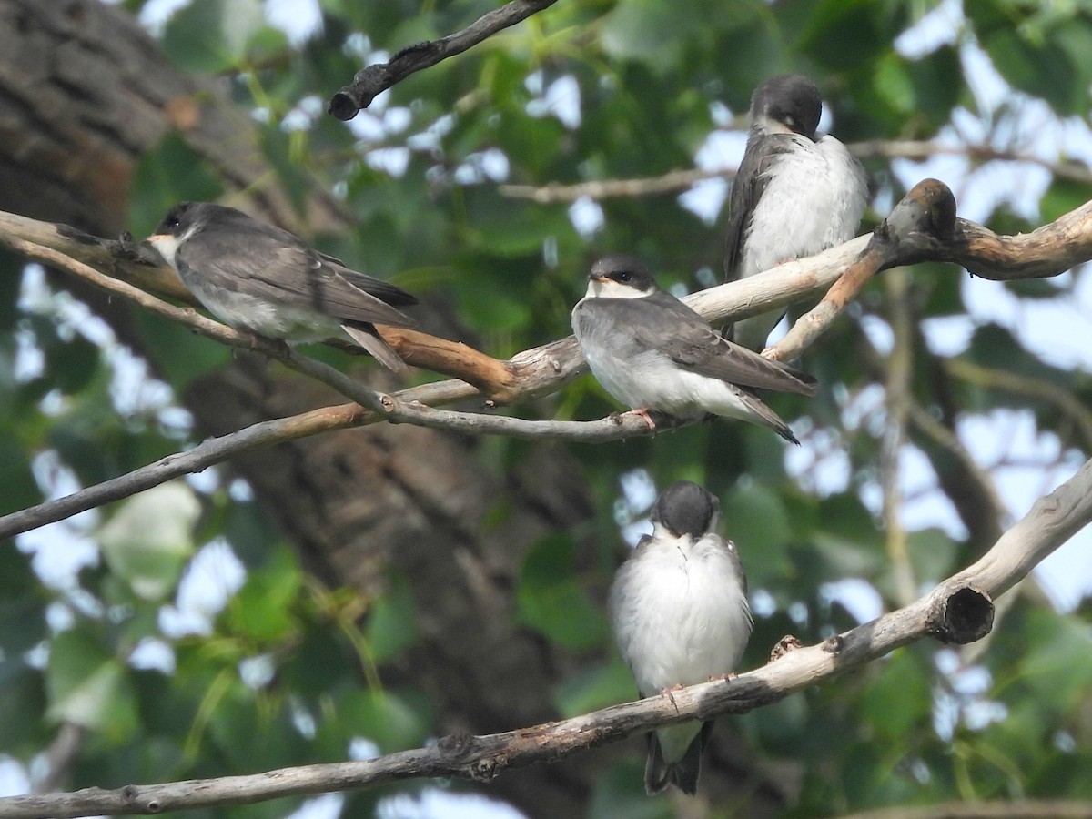 Tree Swallow - ML642019989
