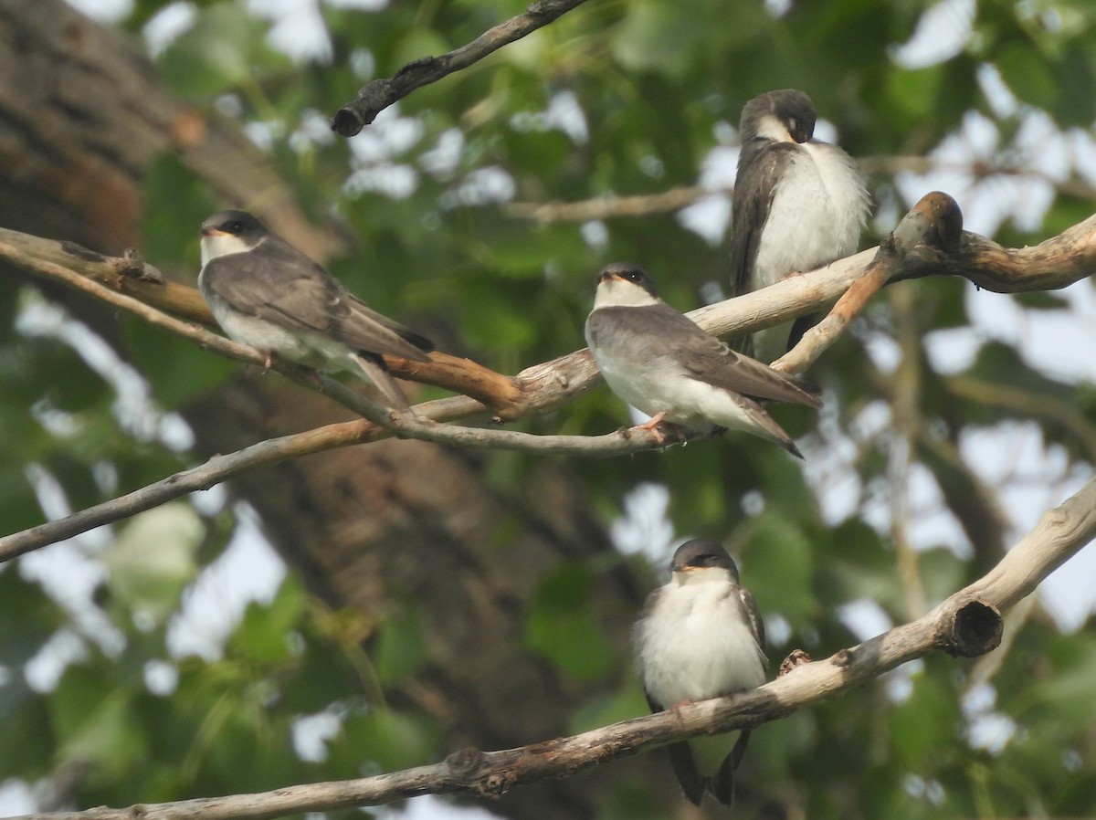 Tree Swallow - ML642019990