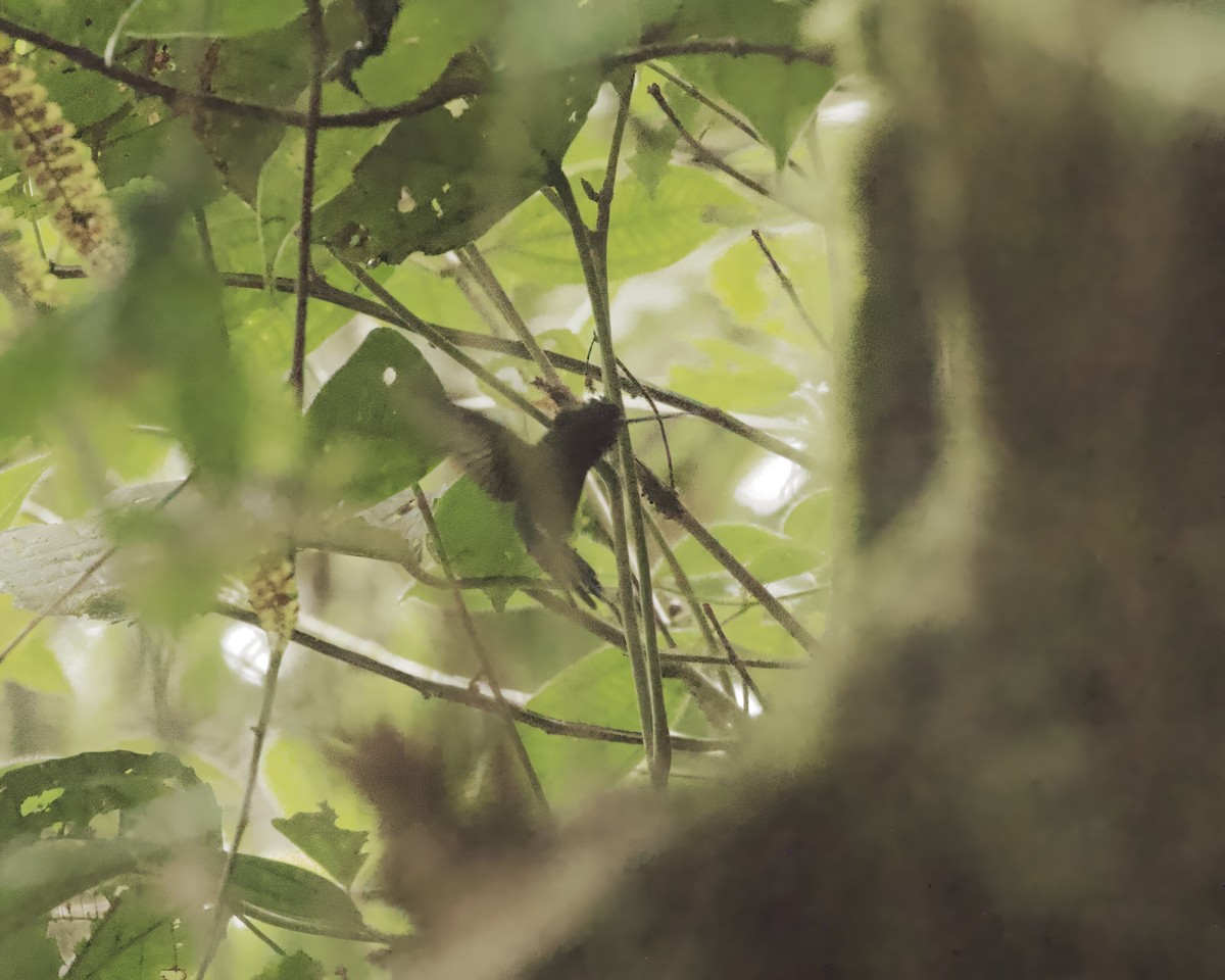 Blue-fronted Lancebill - ML642020013