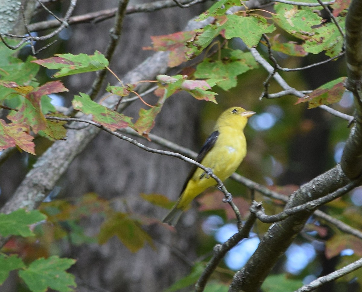 Scarlet Tanager - ML642020032