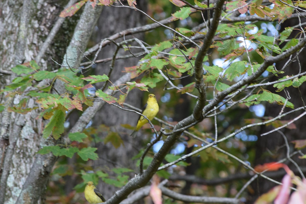 Scarlet Tanager - ML642020033