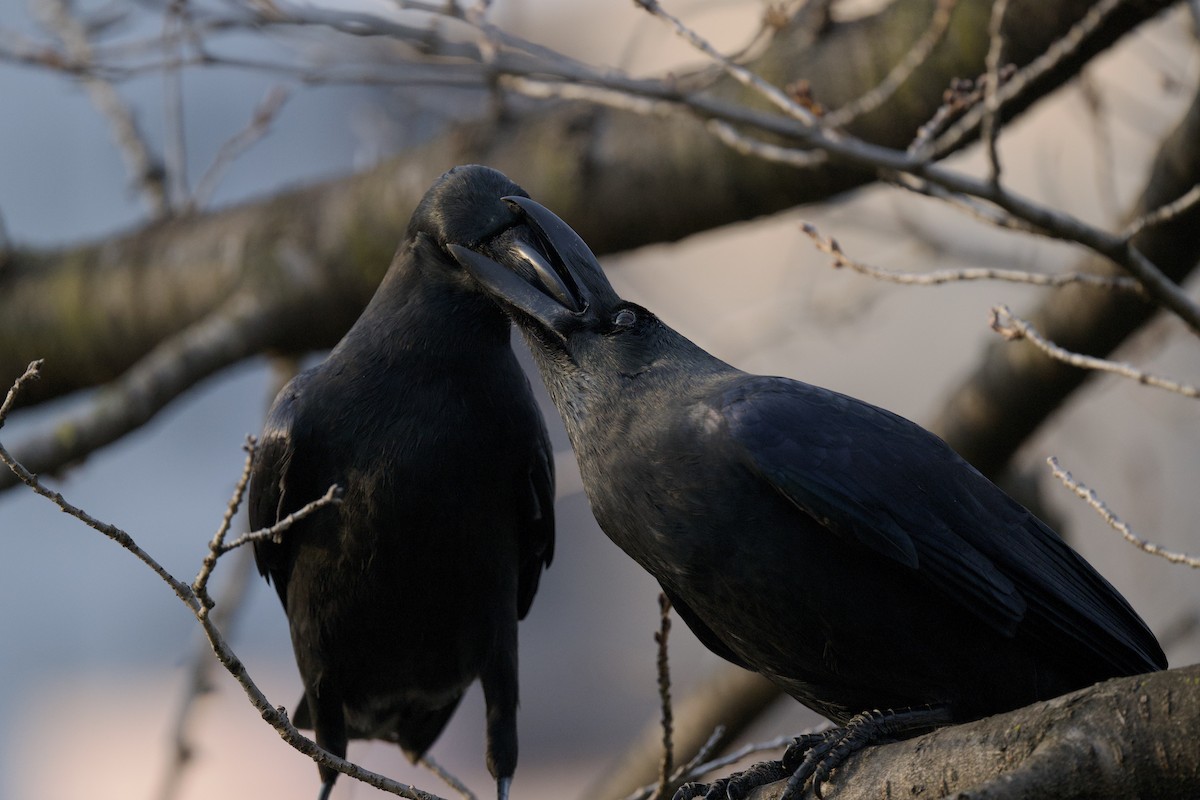 Large-billed Crow - ML642020047