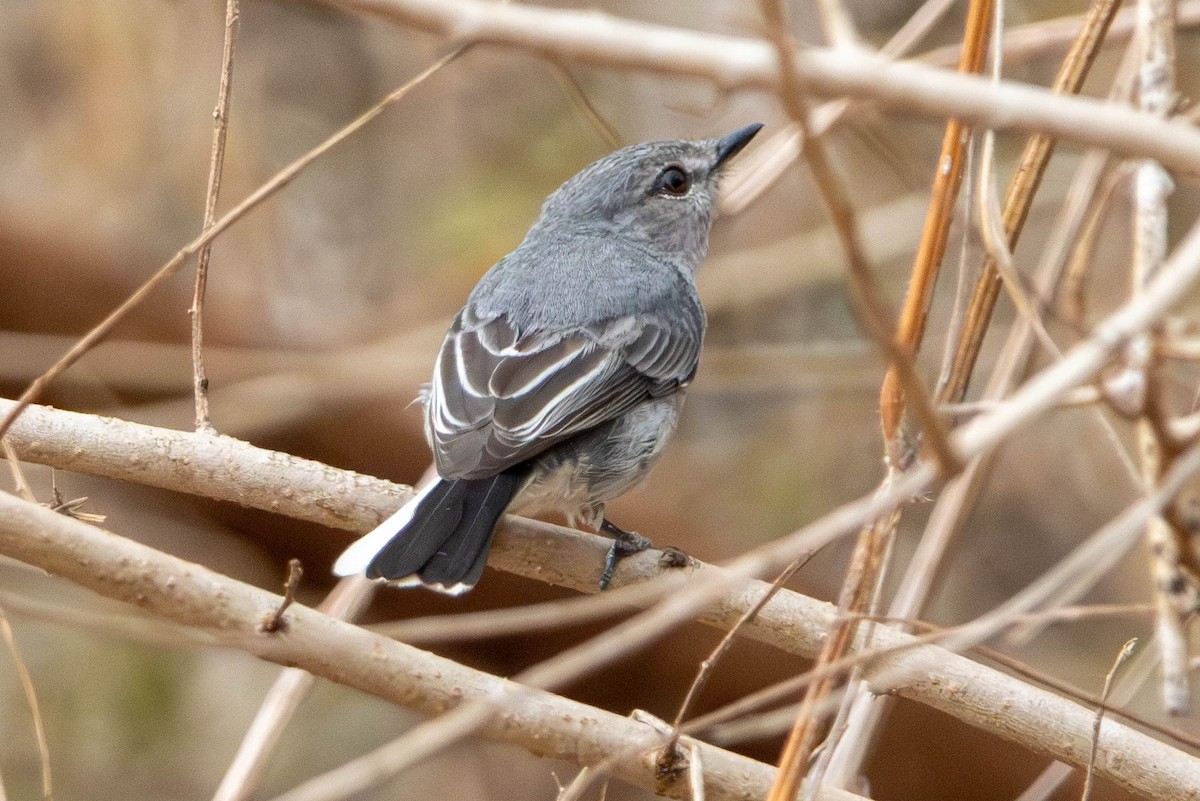 Gray Tit-Flycatcher - ML642020058