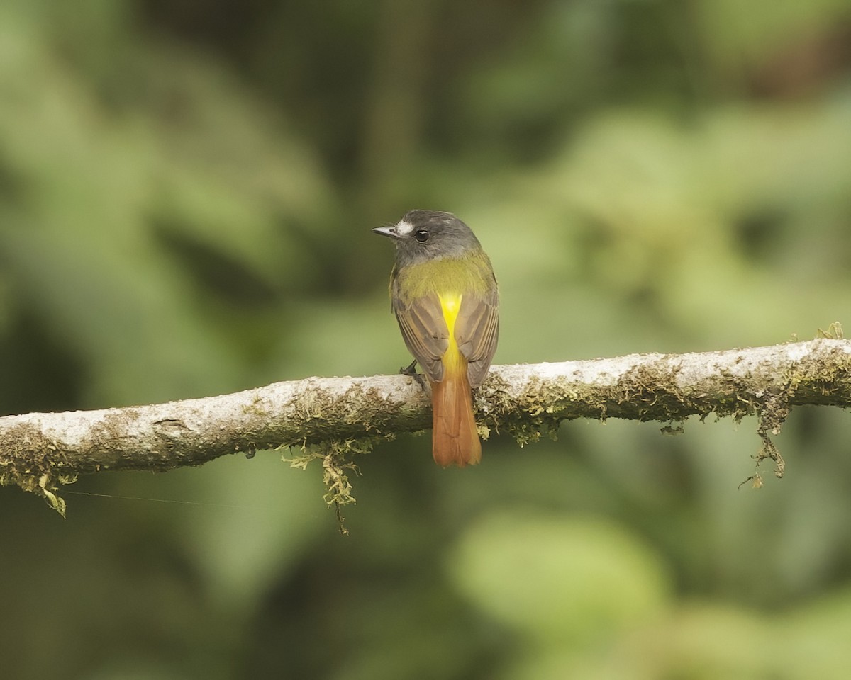 Ornate Flycatcher - ML642020059