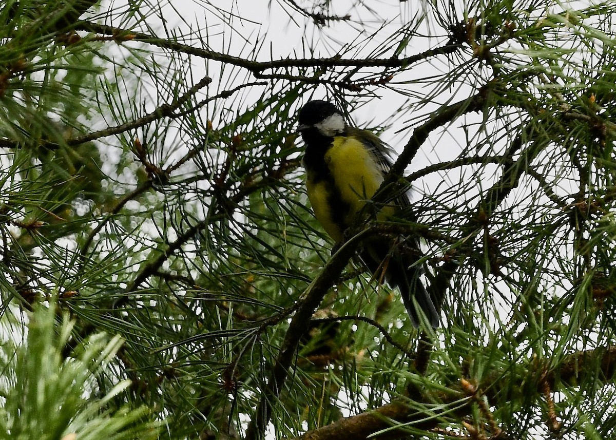 Great Tit - ML642020060