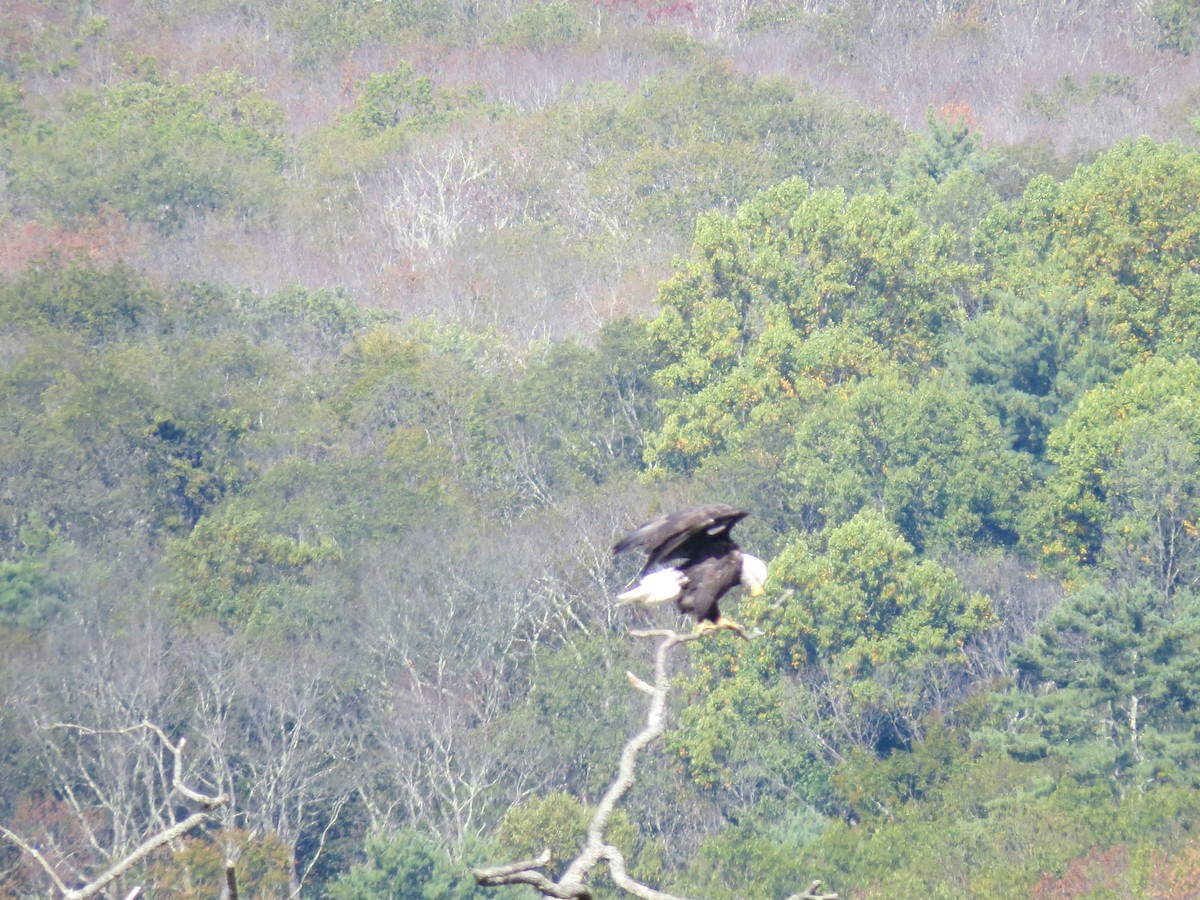 Bald Eagle - ML642020061