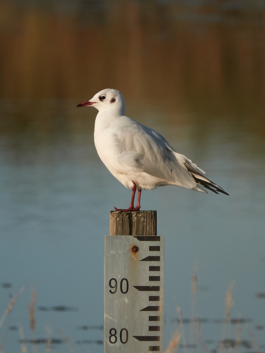 Black-headed Gull - ML642020066