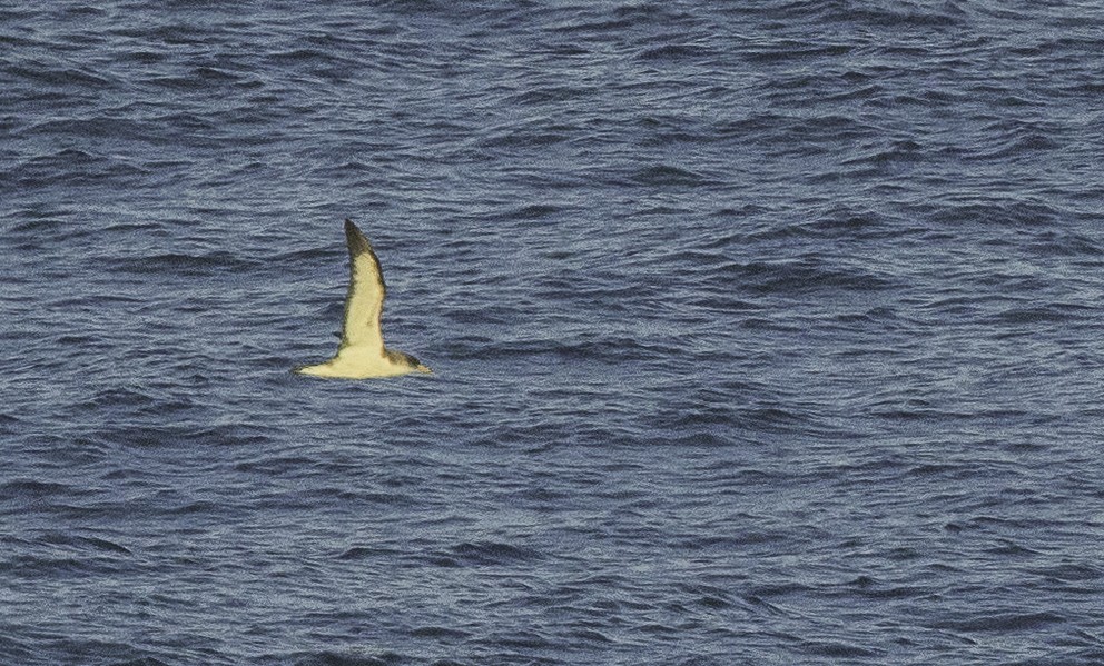 Cory's Shearwater - ML642020067