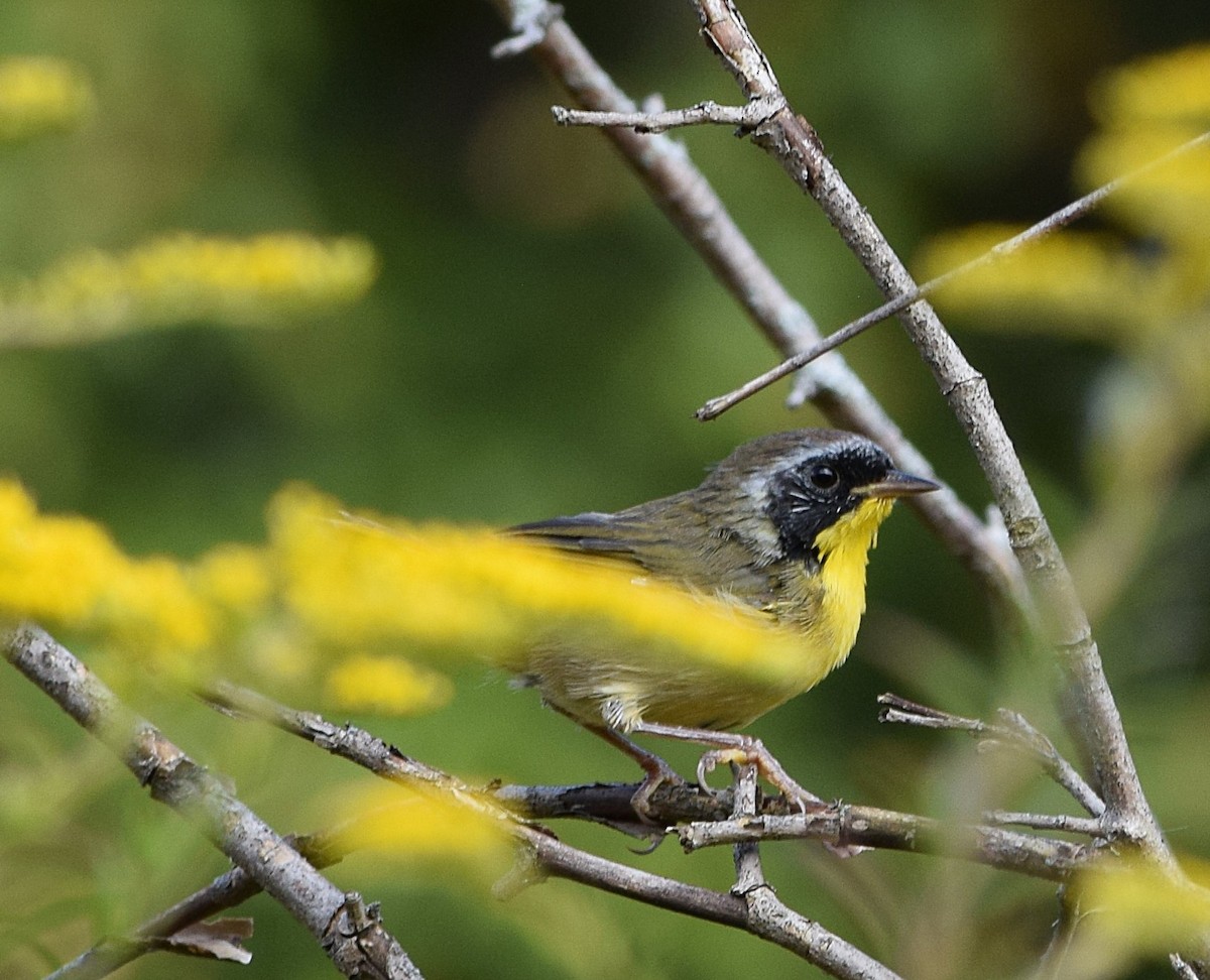 Common Yellowthroat - ML642020068