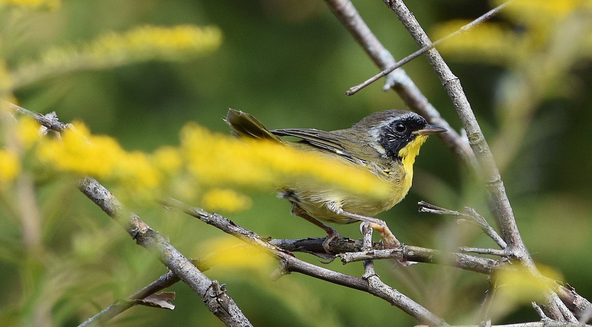 Common Yellowthroat - ML642020069