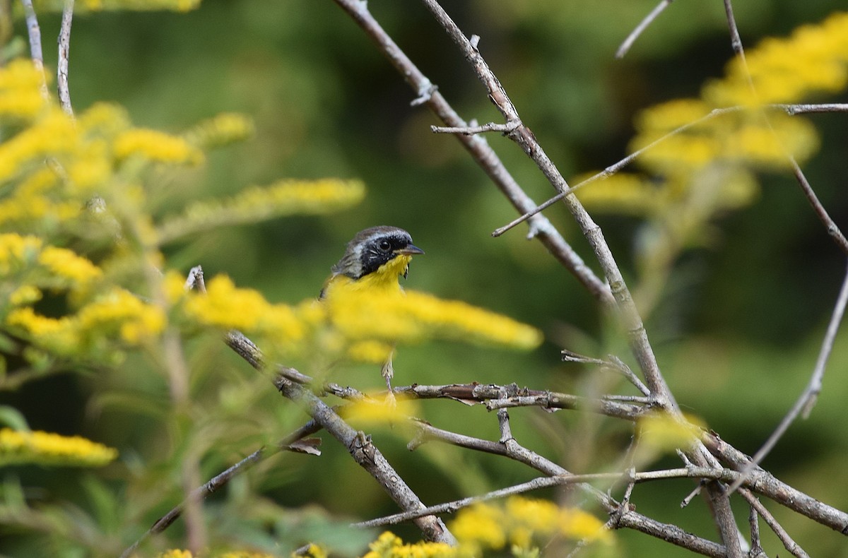 Common Yellowthroat - ML642020070