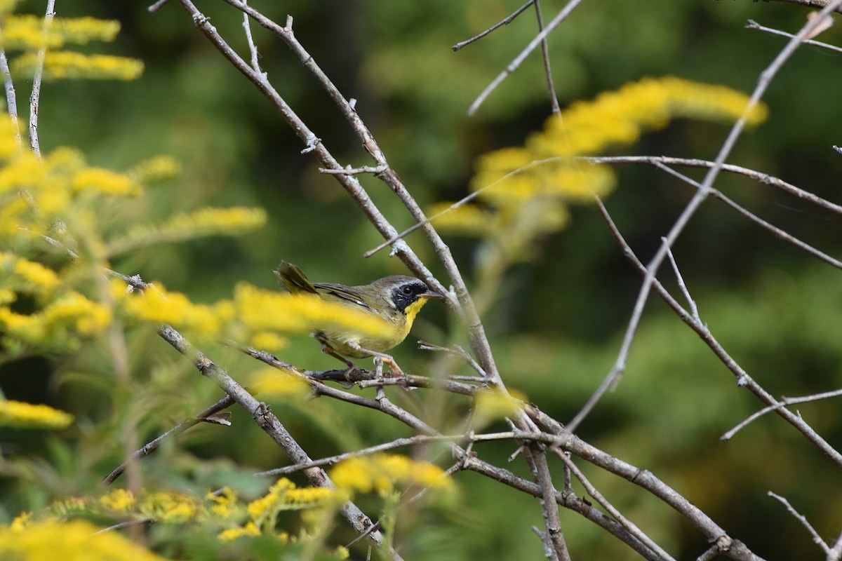 Common Yellowthroat - ML642020071