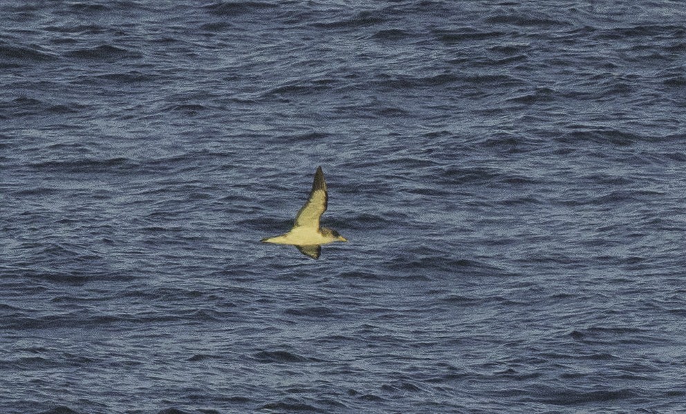 Cory's Shearwater - ML642020072