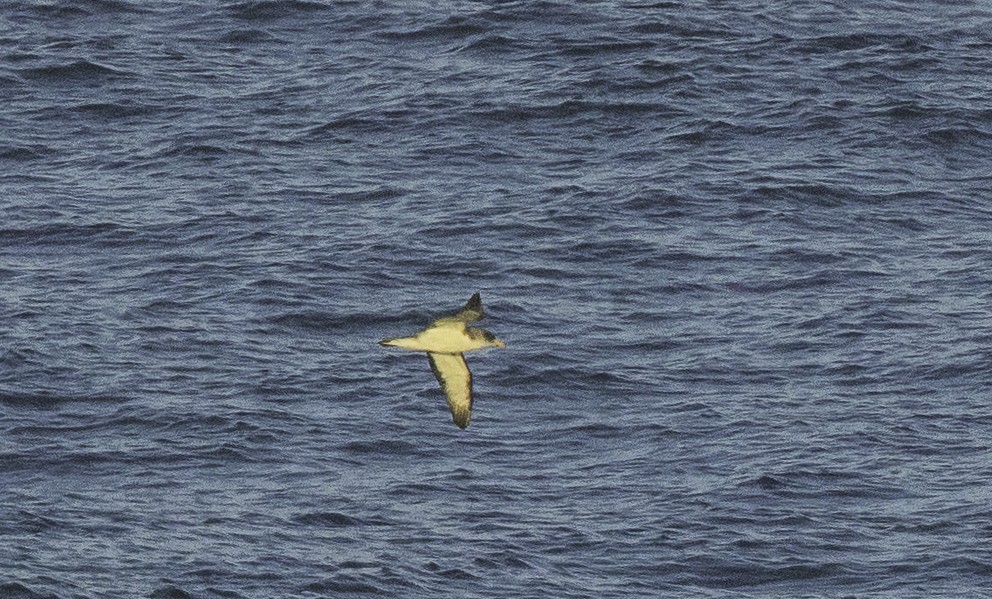 Cory's Shearwater - ML642020073