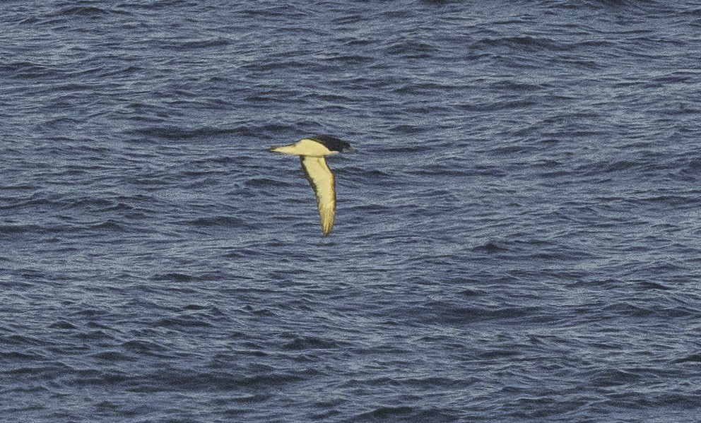 Cory's Shearwater - ML642020074