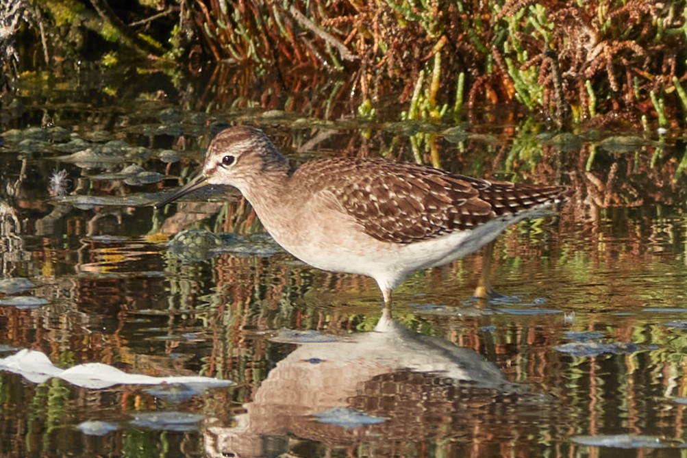Wood Sandpiper - ML642020075