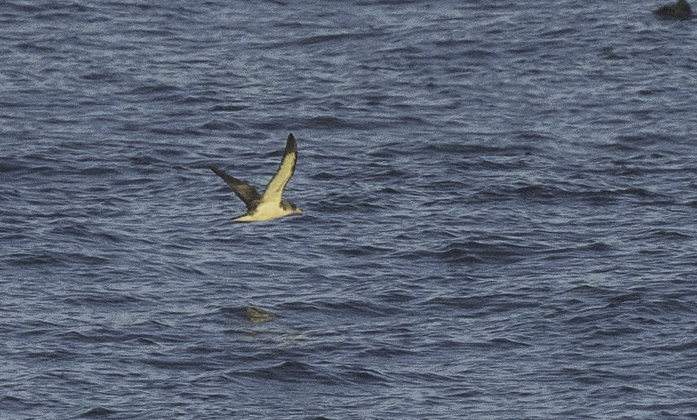 Cory's Shearwater - ML642020077