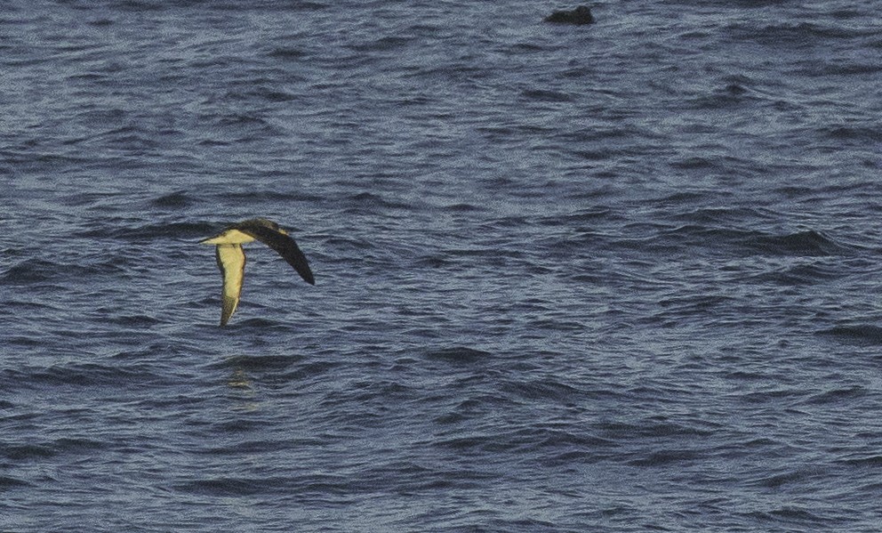 Cory's Shearwater - ML642020078
