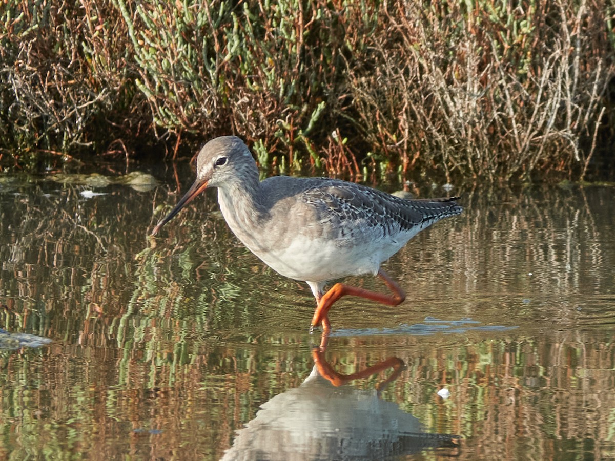 Spotted Redshank - ML642020079