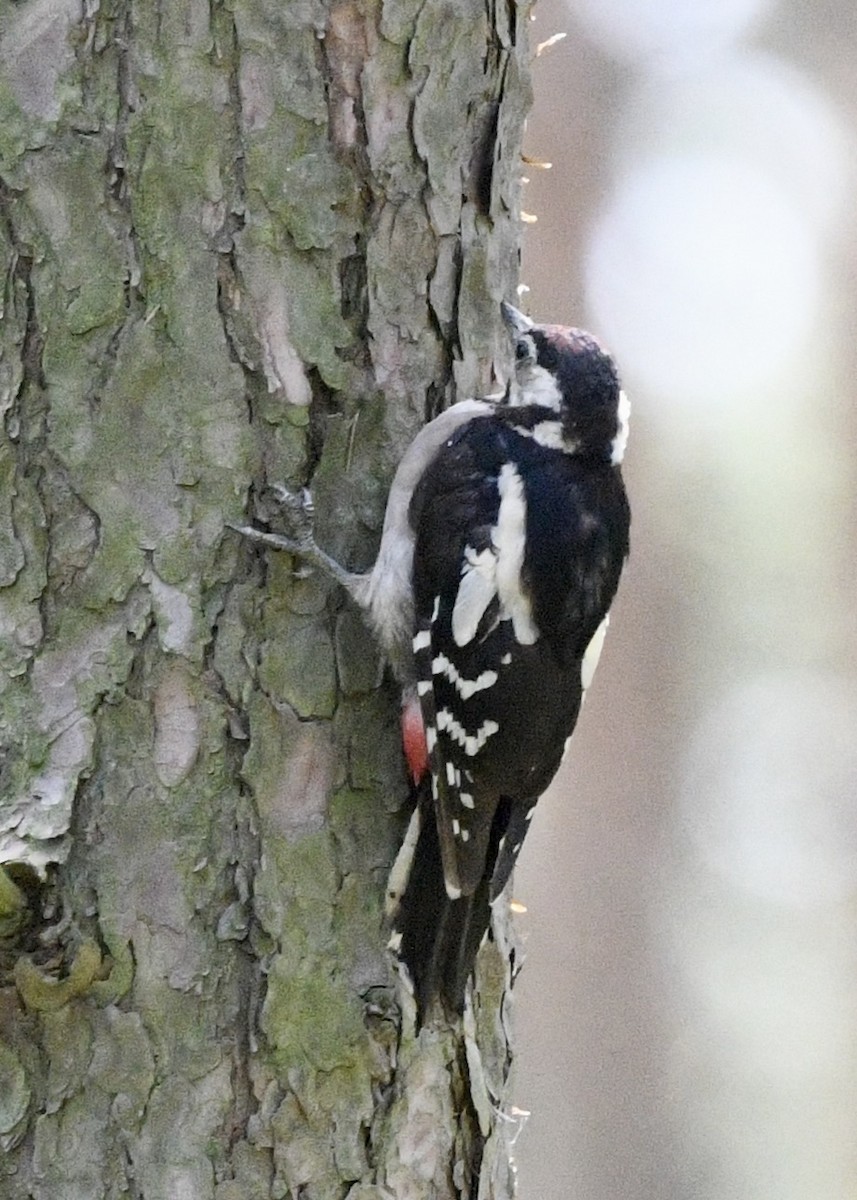 Great Spotted Woodpecker - ML642020080