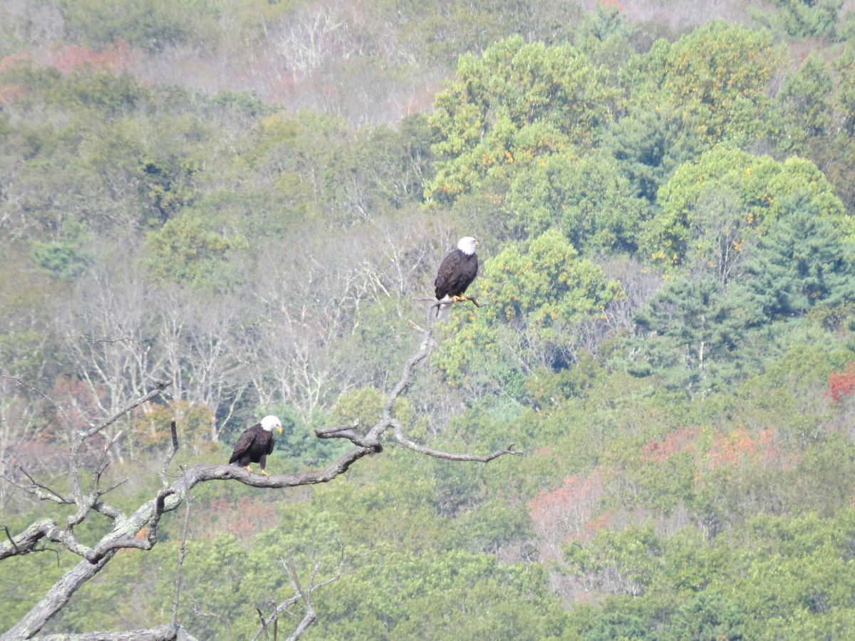 Bald Eagle - ML642020081