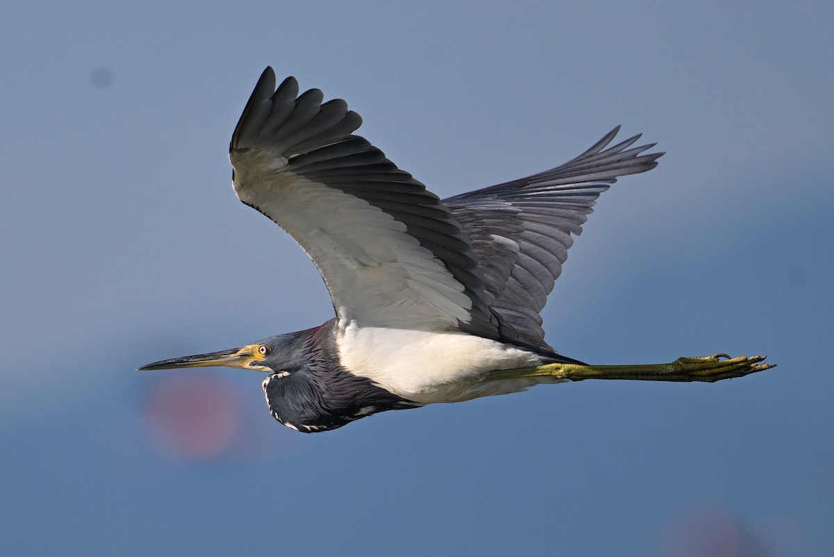 Tricolored Heron - ML642020082