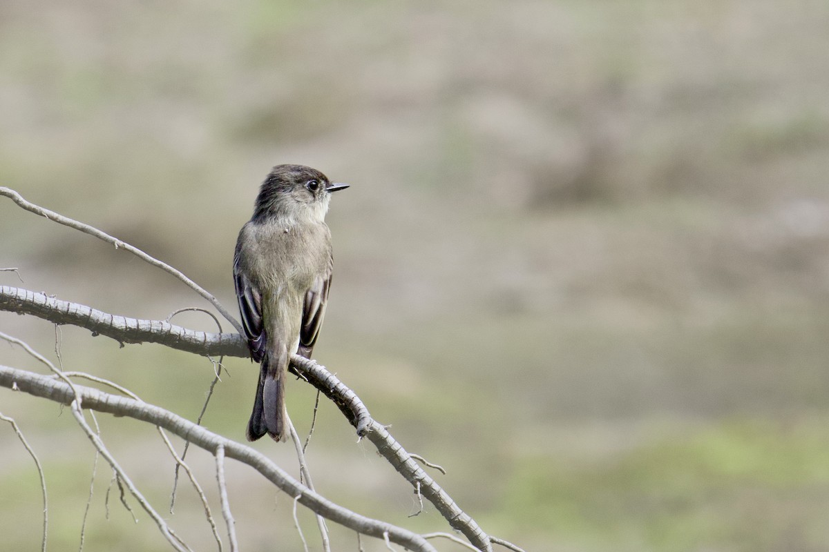 Eastern Phoebe - ML642020083