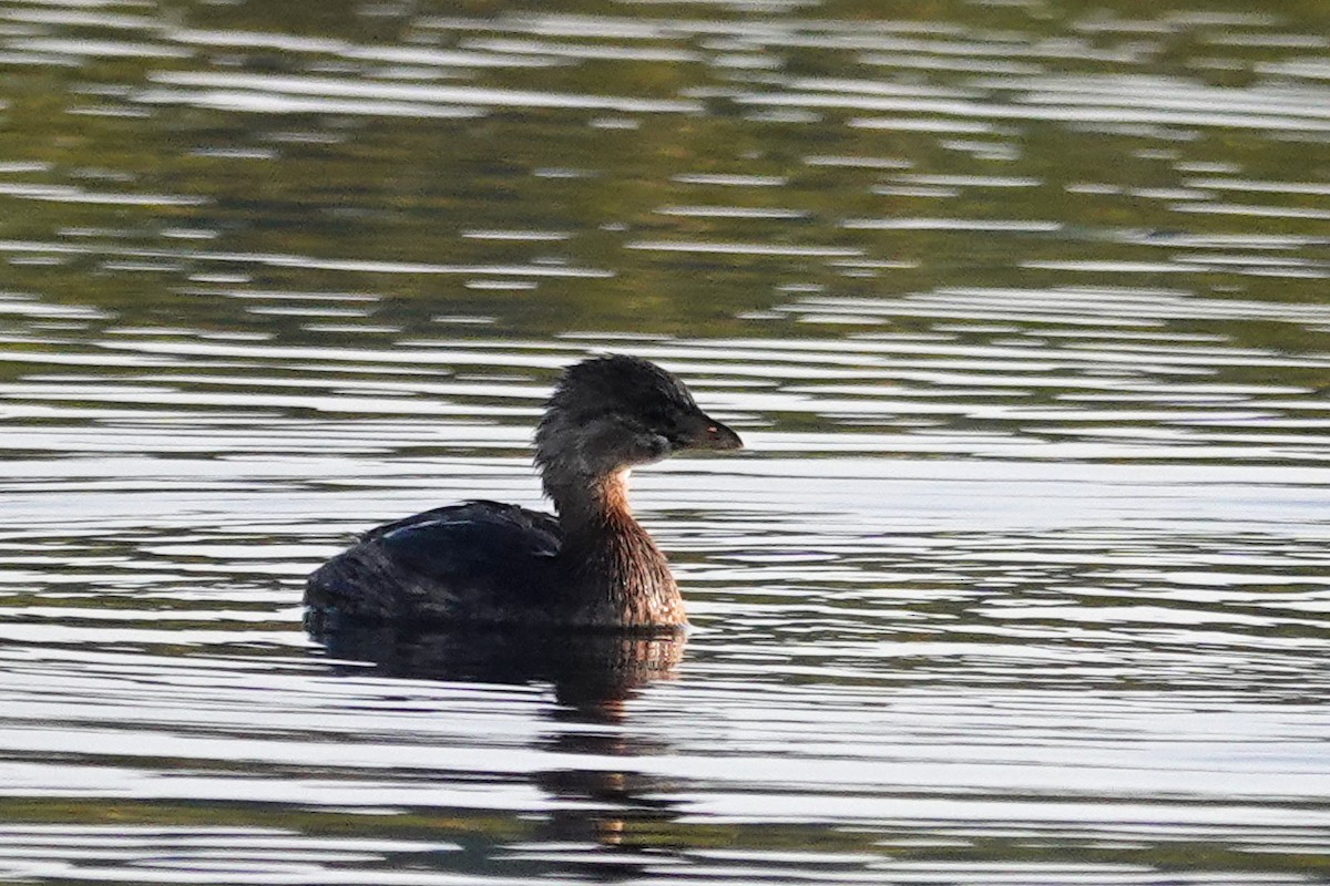 Pied-billed Grebe - ML642020097