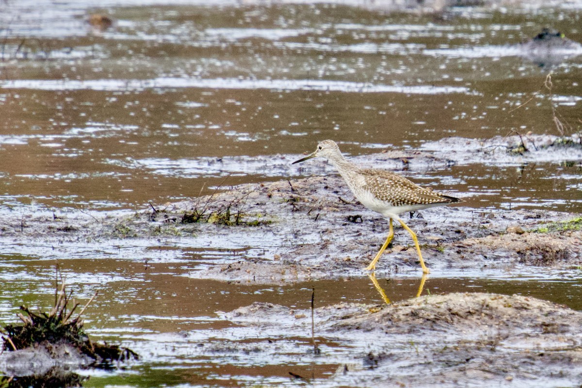 Greater Yellowlegs - ML642020099