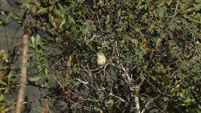 Weißkronen-Olivtyrann - ML642020102