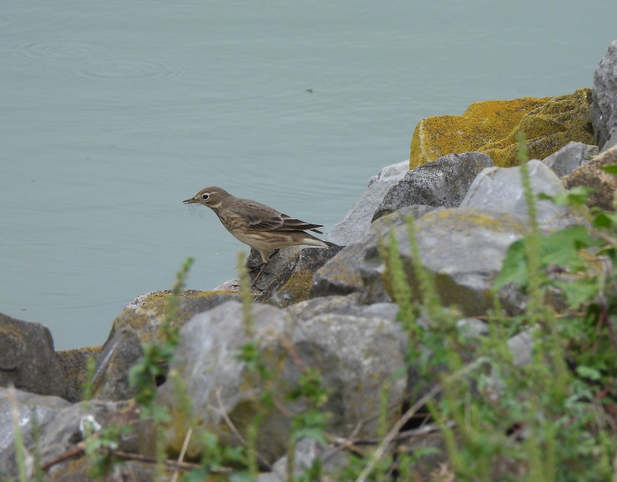 American Pipit - ML642020103