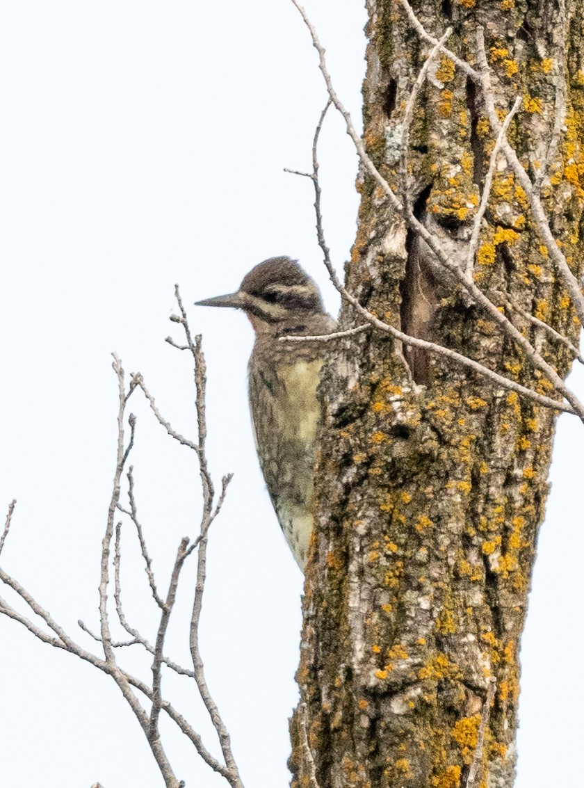 Yellow-bellied Sapsucker - ML642020104