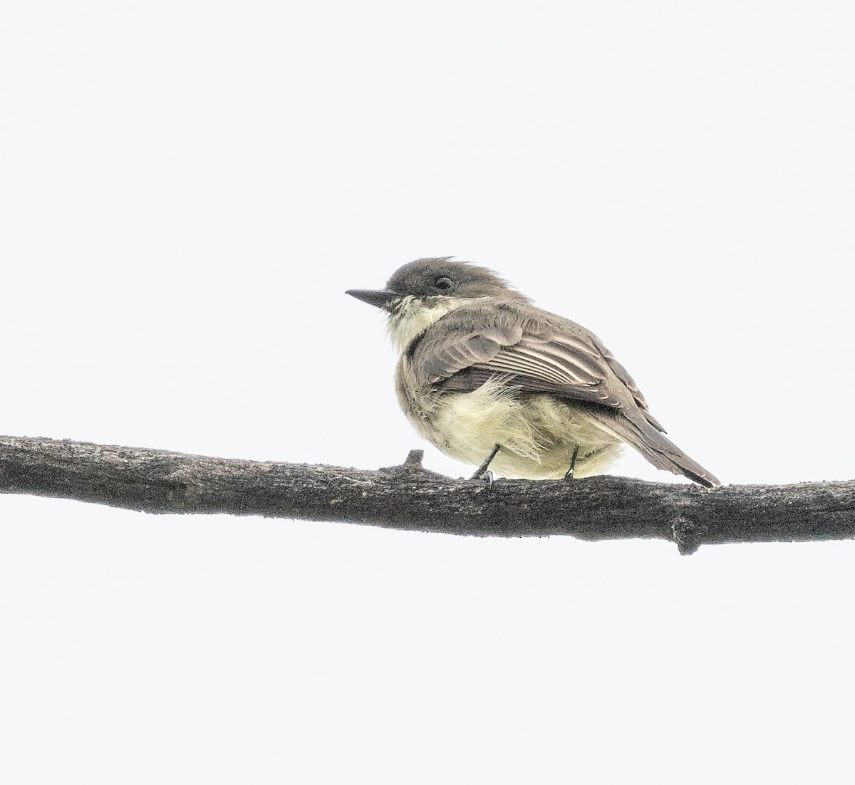Eastern Phoebe - ML642020117