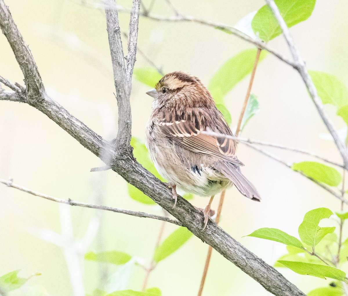 White-throated Sparrow - ML642020134