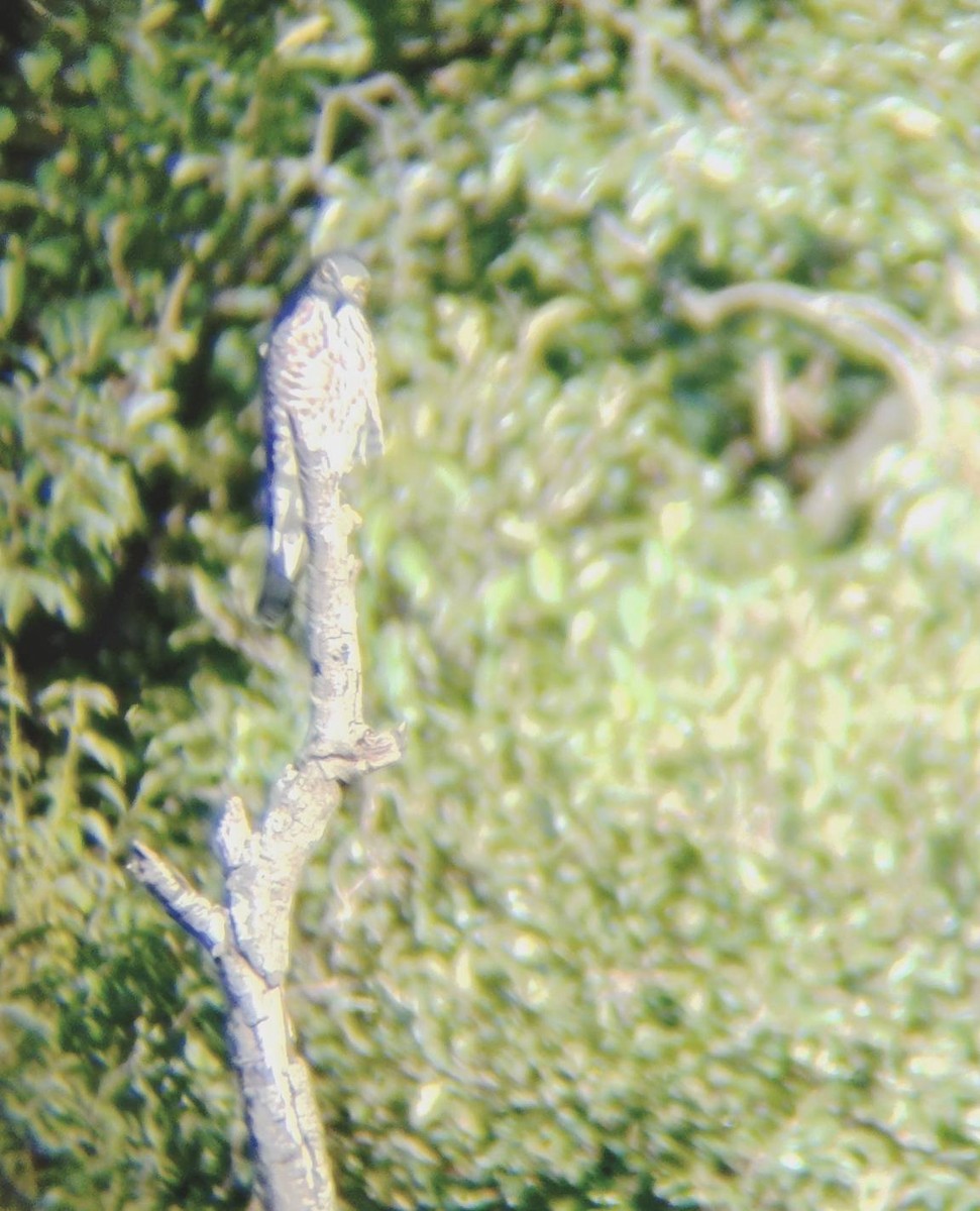 Chinese Sparrowhawk - ML642020142