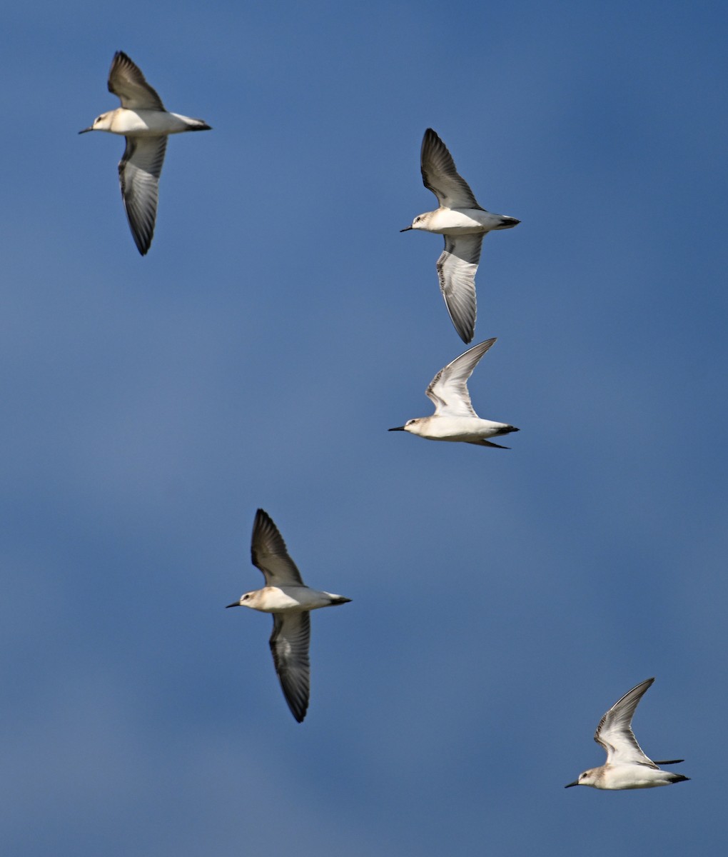 Semipalmated Sandpiper - ML642020144