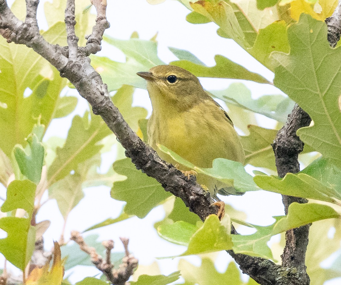 Blackpoll Warbler - ML642020145