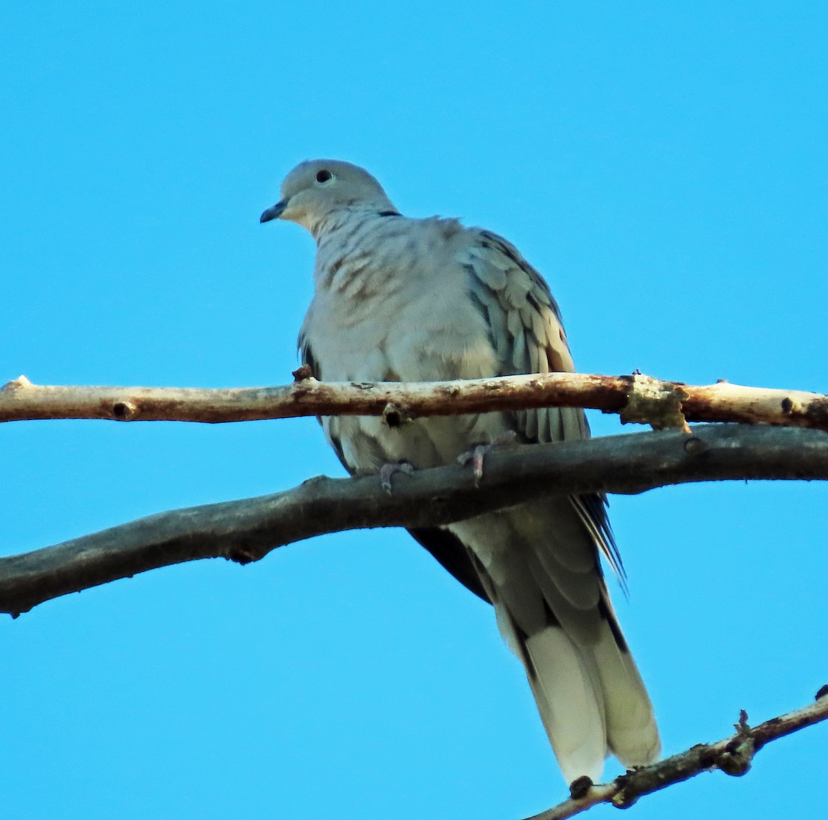 Eurasian Collared-Dove - ML642020150