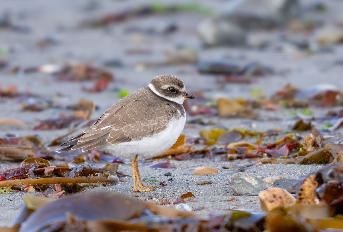 kulík kanadský - ML642020151
