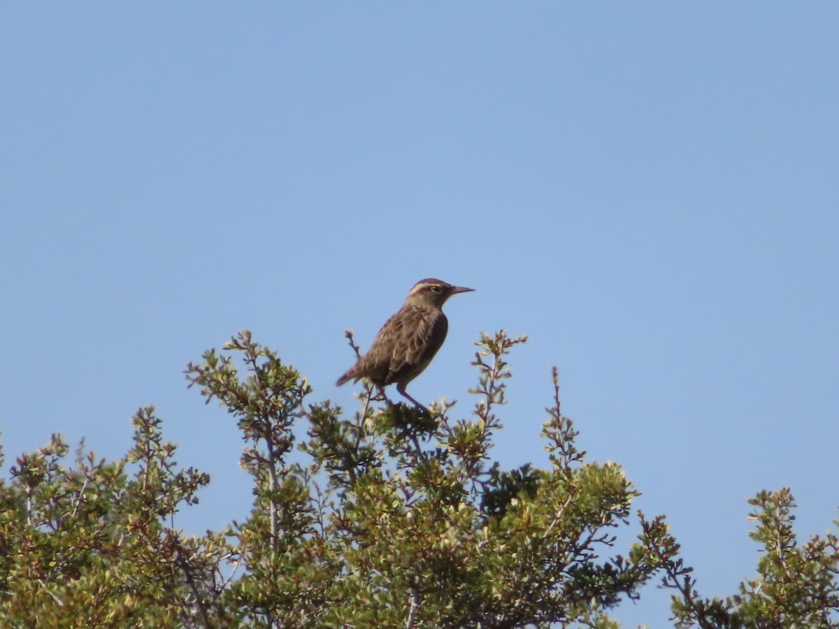 Western Meadowlark - ML642020166
