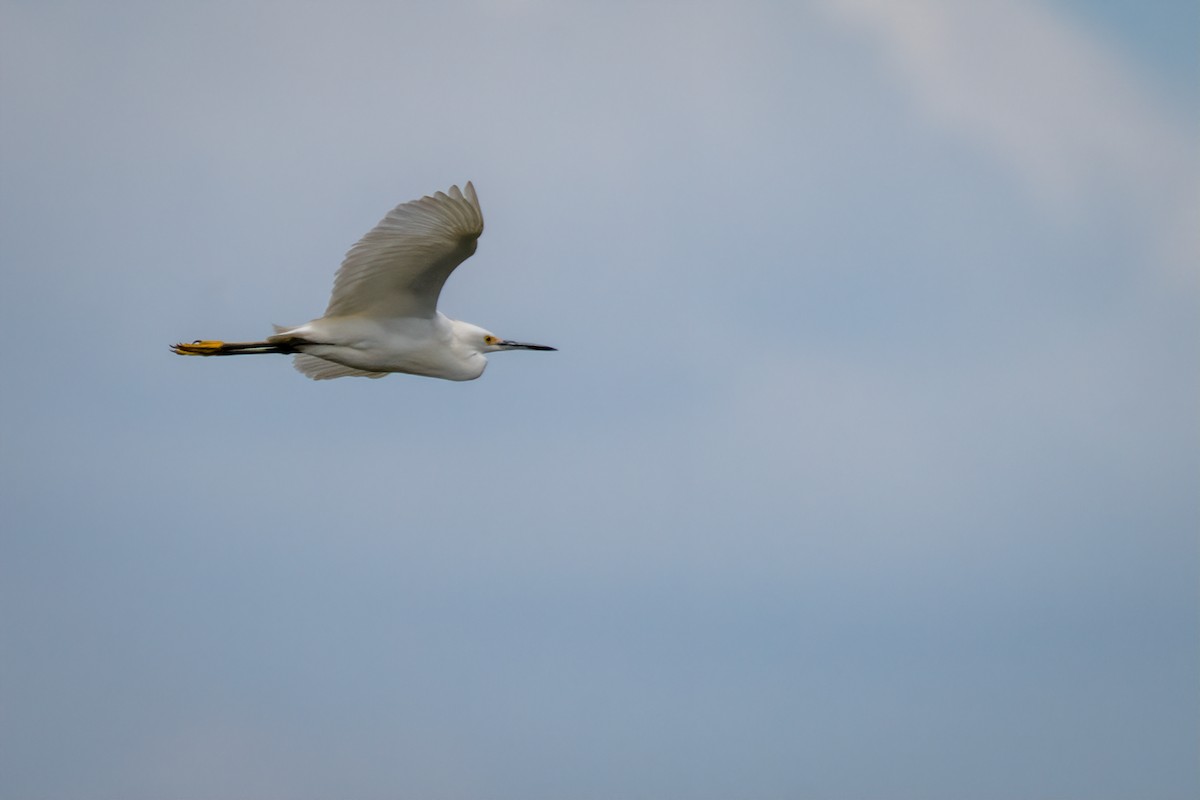 Snowy Egret - ML642020171