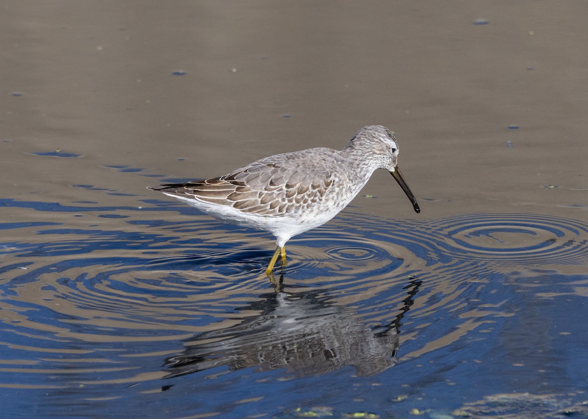 Stilt Sandpiper - ML642020177