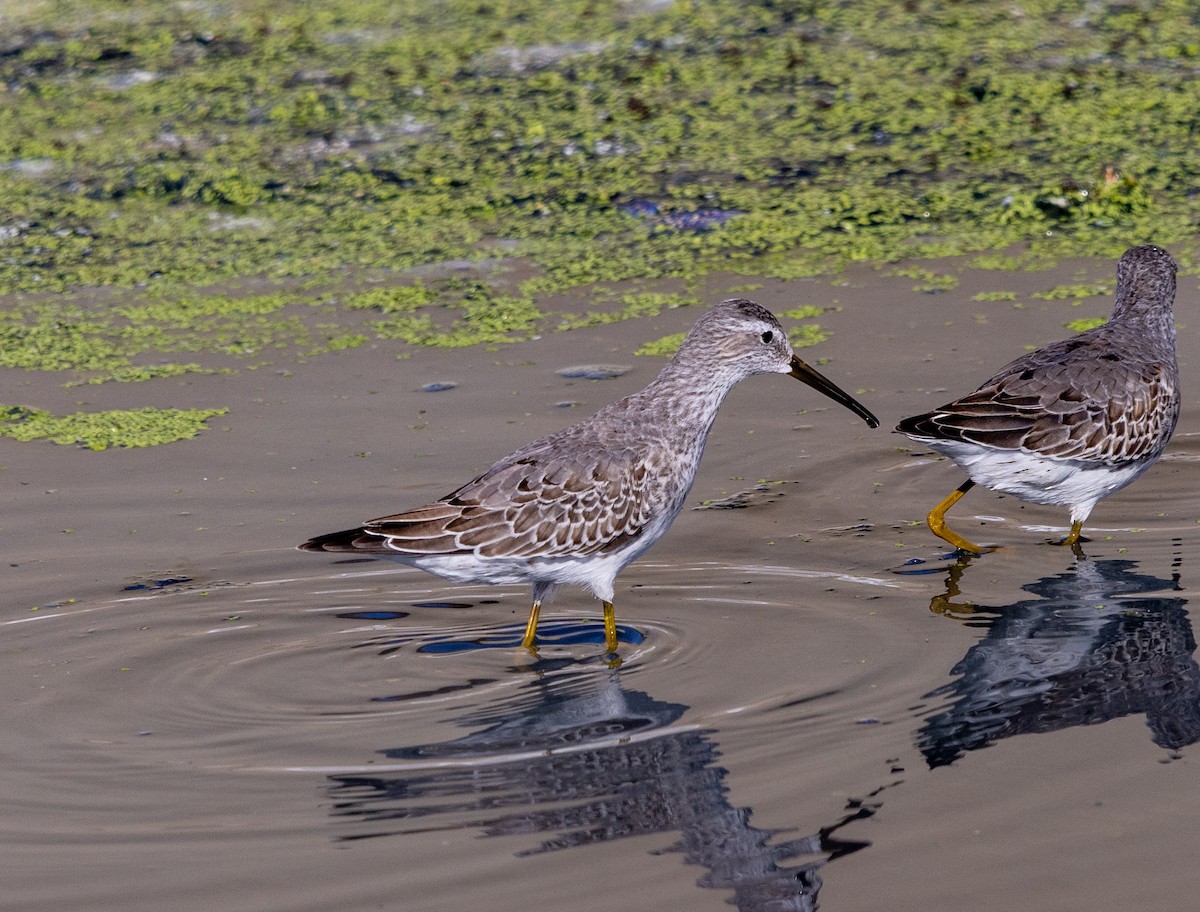 Stilt Sandpiper - ML642020181