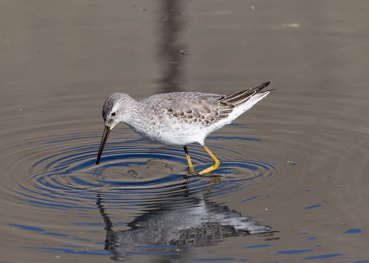 Stilt Sandpiper - ML642020182